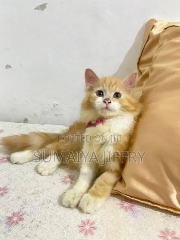Persian Kitten