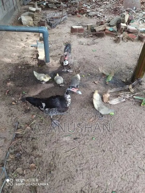 Muscovy ducklings/ மணி வாத்து குஞ்சு