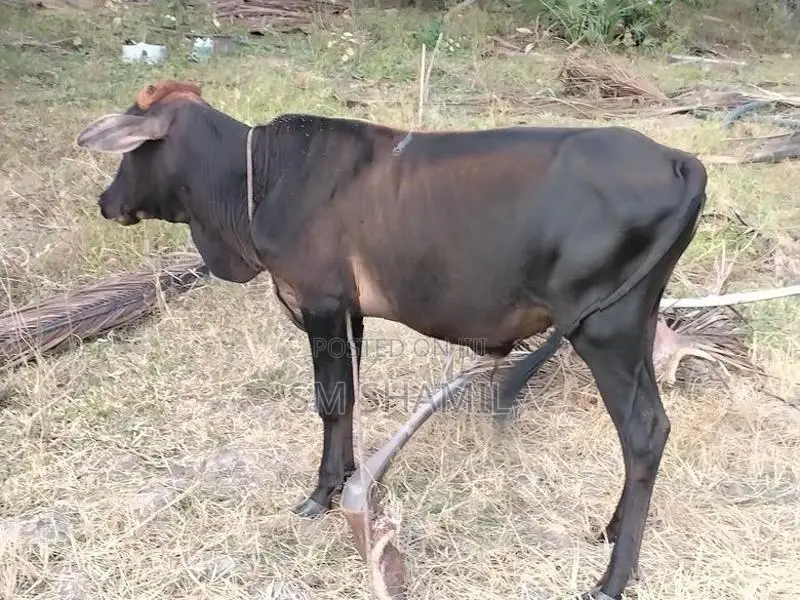 Naampan