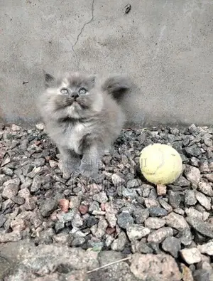 Persian Kitten