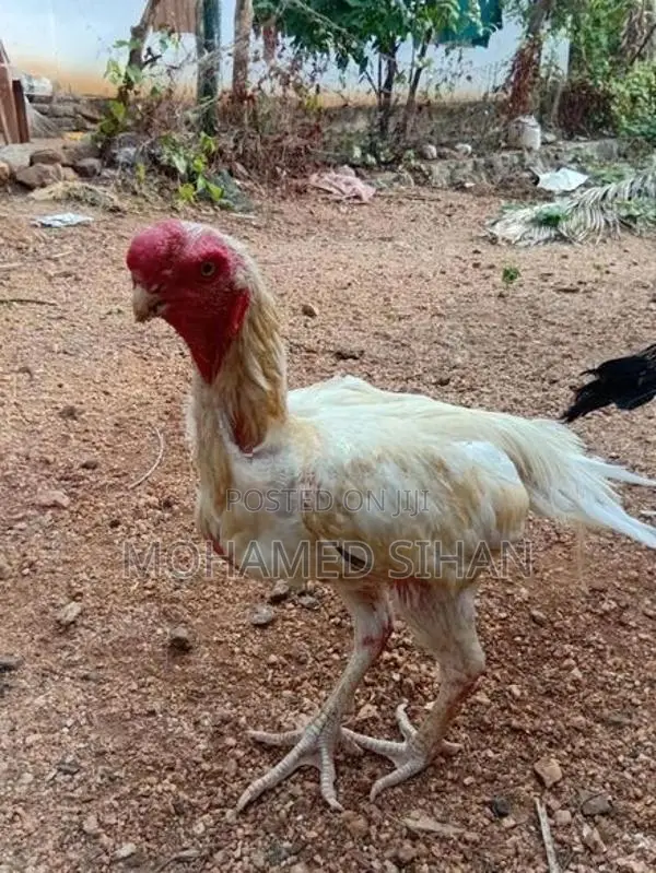Parrot Beak Rooster