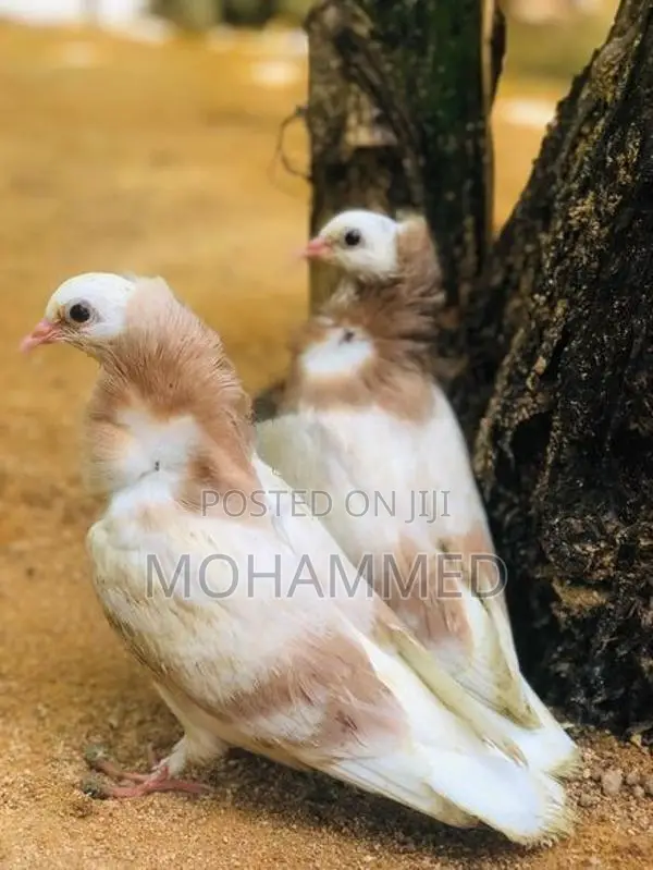 Pigeon