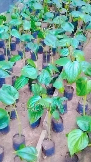 කළුබුලත් පැල