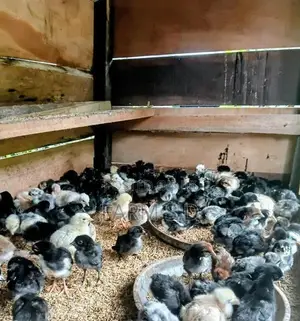 ගම් කිකිලි පැටව්