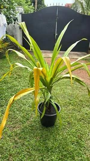 Golden Crinum Plant ගෝල්ඩන් ක්‍රිනම් පැල විකිණීමට