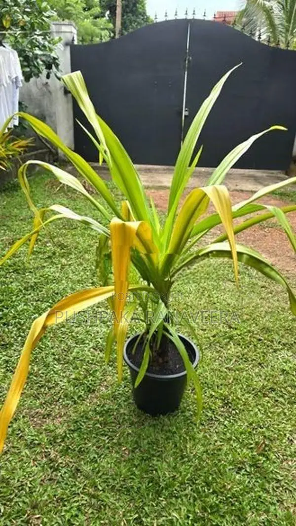 Golden Crinum Plant ගෝල්ඩන් ක්‍රිනම් පැල විකිණීමට