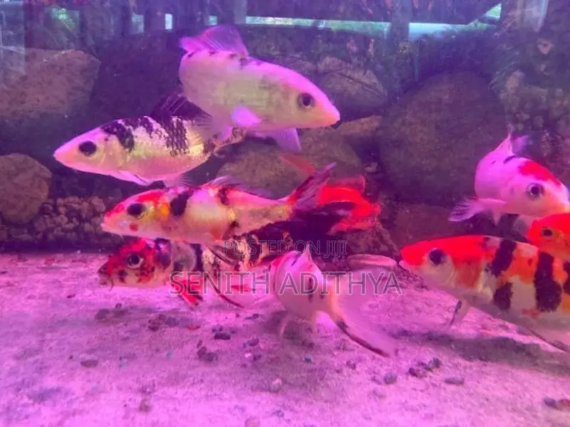 KOI CARP FISH