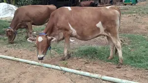 Farm Cow