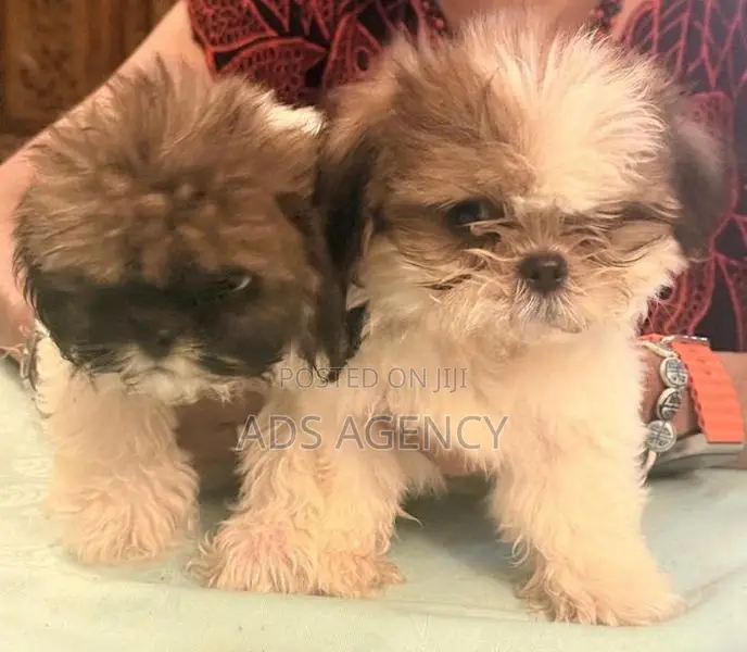Shih tzu Puppies