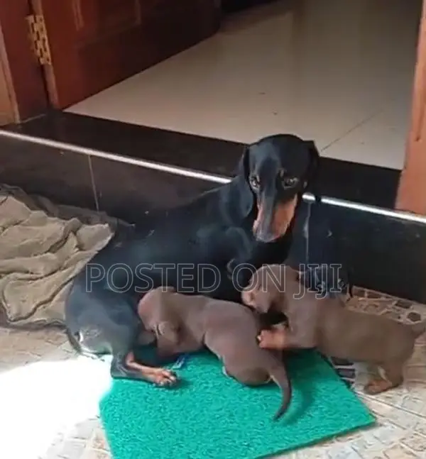 Dachshund puppies