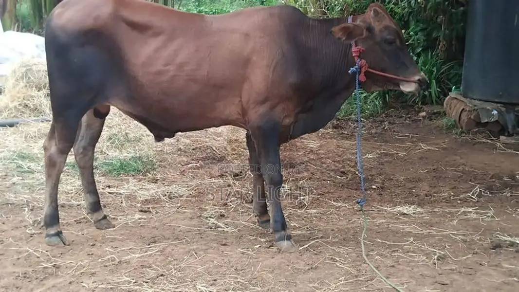 Farm Cow