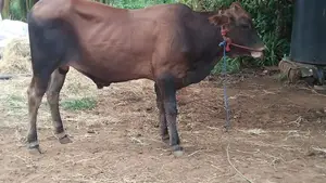 Farm Cow