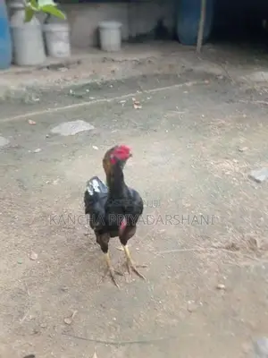 Rooster