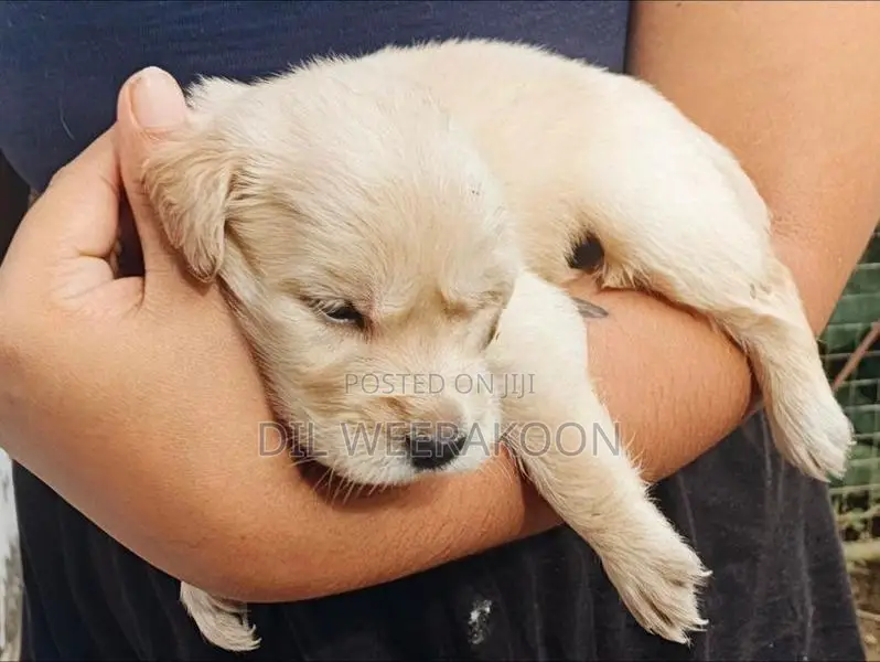 Golden Retriver Puppies