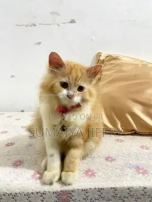 Persian Kitten