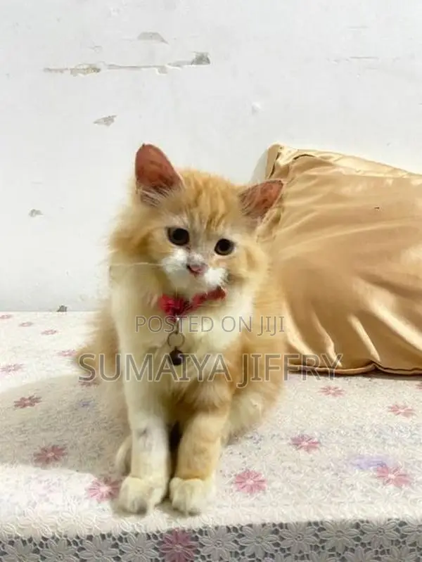 Persian Kitten