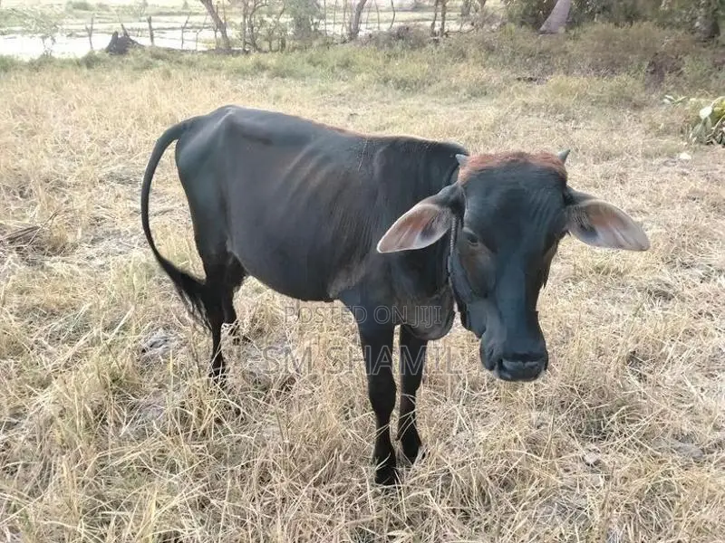 Naampan