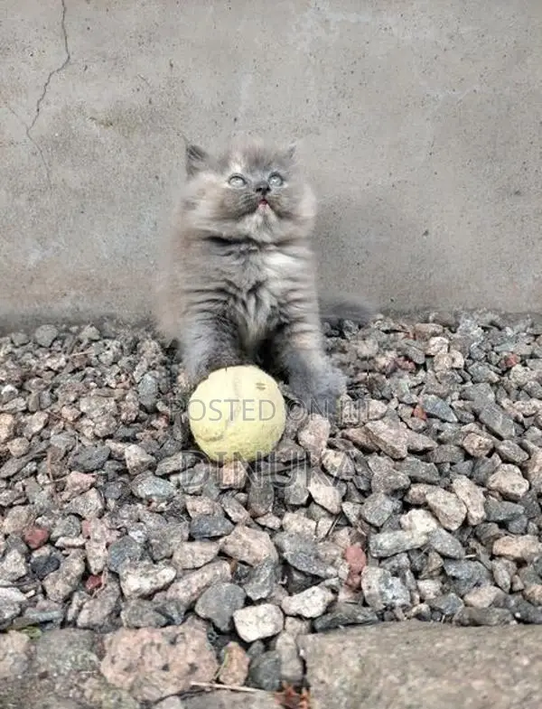 Persian Kitten