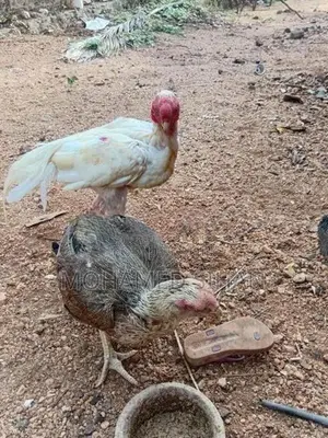 Parrot Beak Rooster