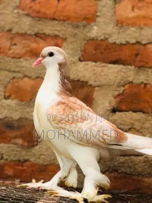 Pigeon