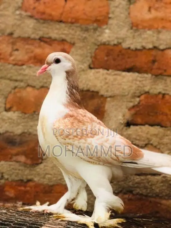 Pigeon