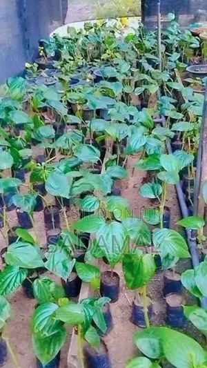 කළුබුලත් පැල