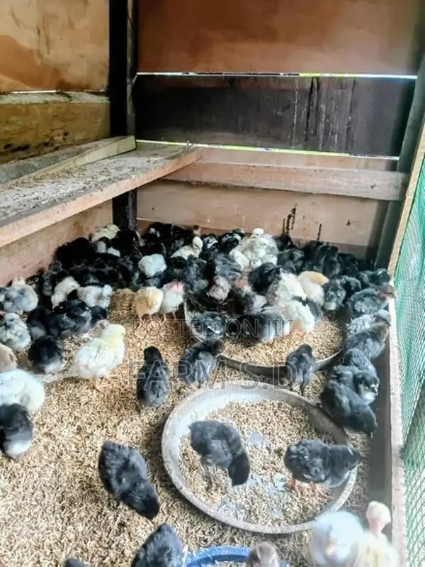 ගම් කිකිලි පැටව්