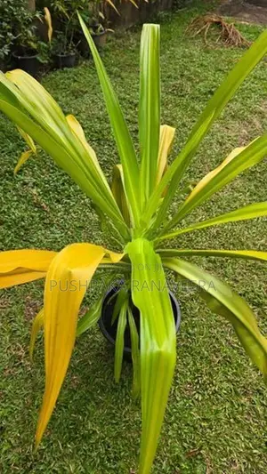Golden Crinum Plant ගෝල්ඩන් ක්‍රිනම් පැල විකිණීමට