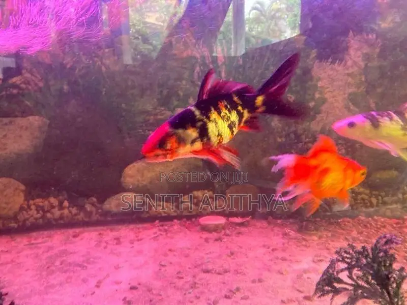 KOI CARP FISH