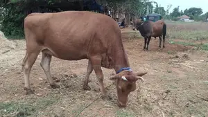 Farm Cow