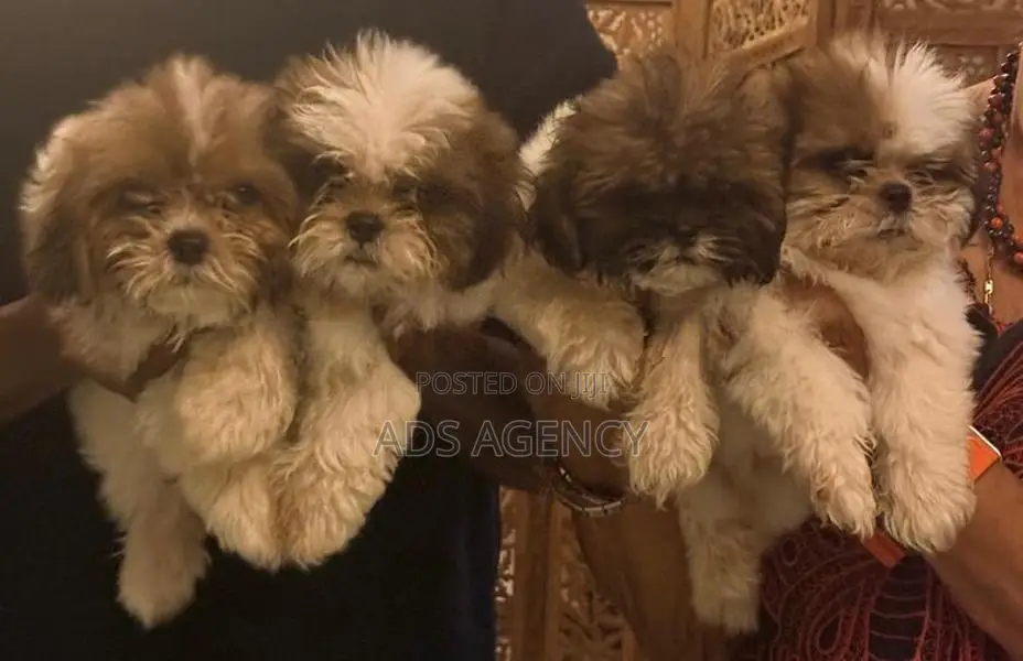 Shih tzu Puppies