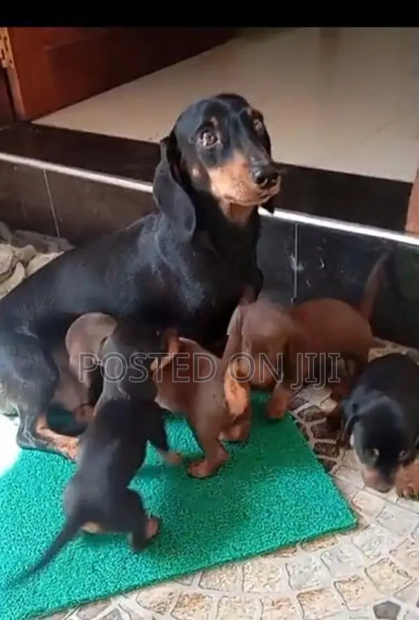 Dachshund puppies