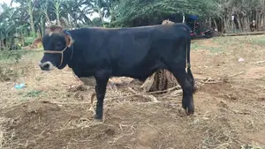 Farm Cow