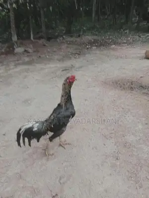 Rooster