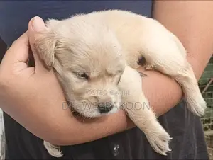 Golden Retriver Puppies