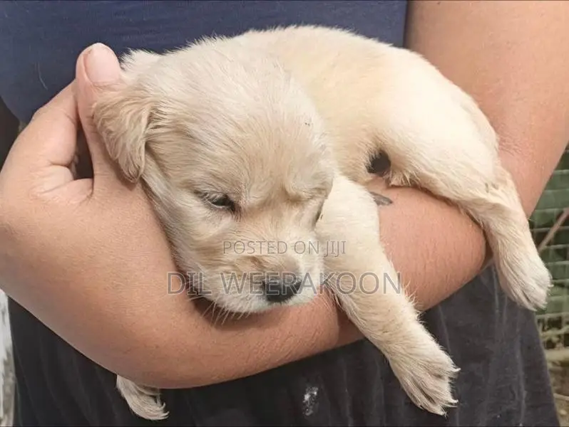 Golden Retriver Puppies