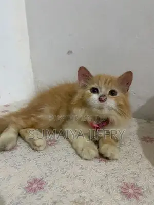 Persian Kitten