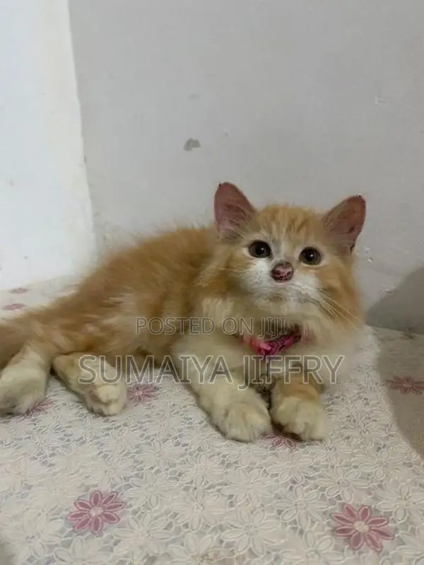 Persian Kitten