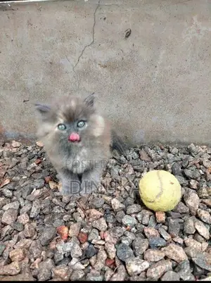 Persian Kitten