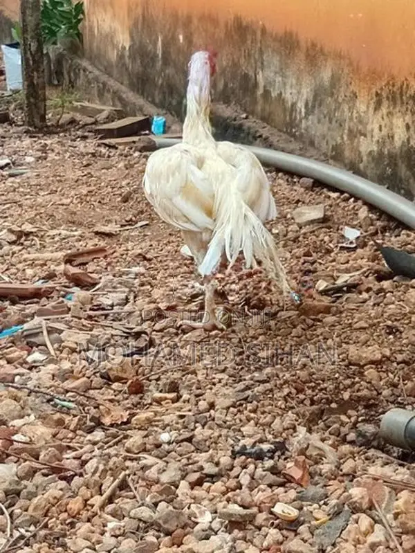 Parrot Beak Rooster