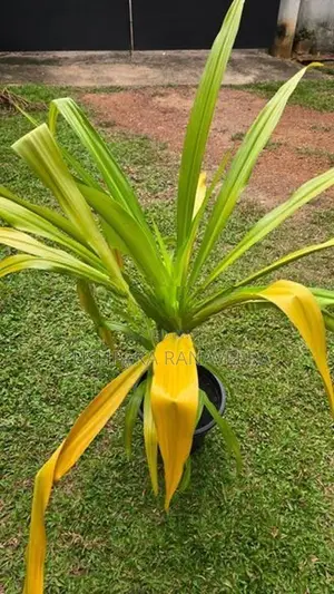 Golden Crinum Plant ගෝල්ඩන් ක්‍රිනම් පැල විකිණීමට