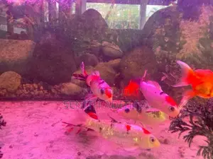 KOI CARP FISH