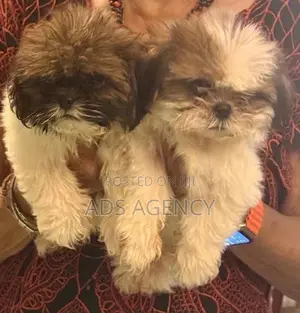 Shih tzu Puppies