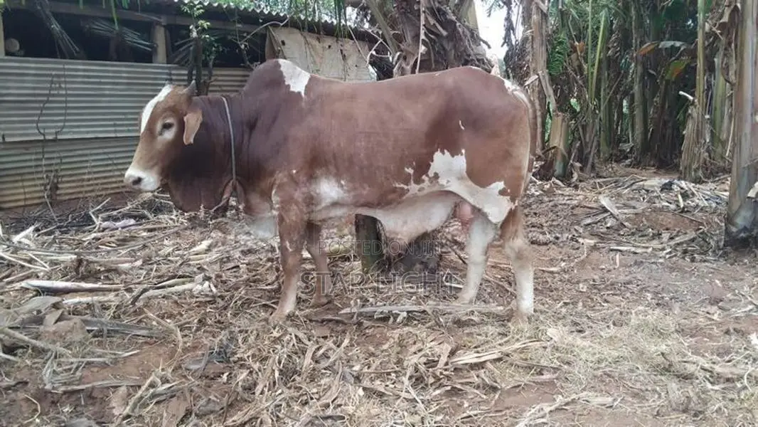 Farm Cow