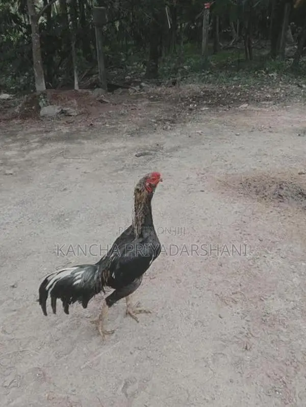 Rooster