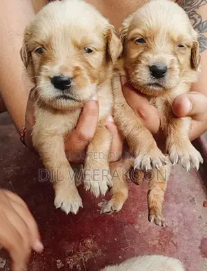 Golden Retriver Puppies