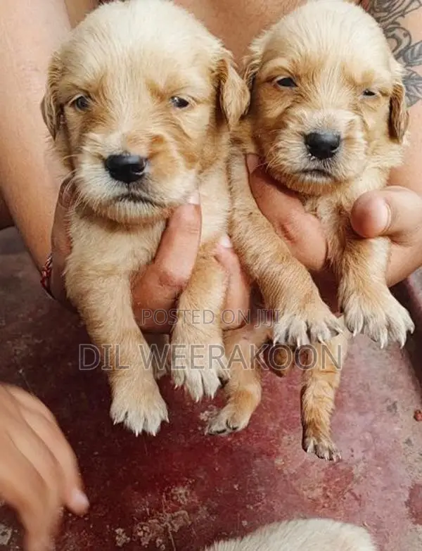 Golden Retriver Puppies