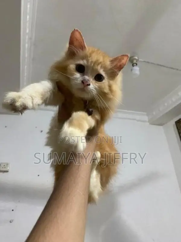 Persian Kitten