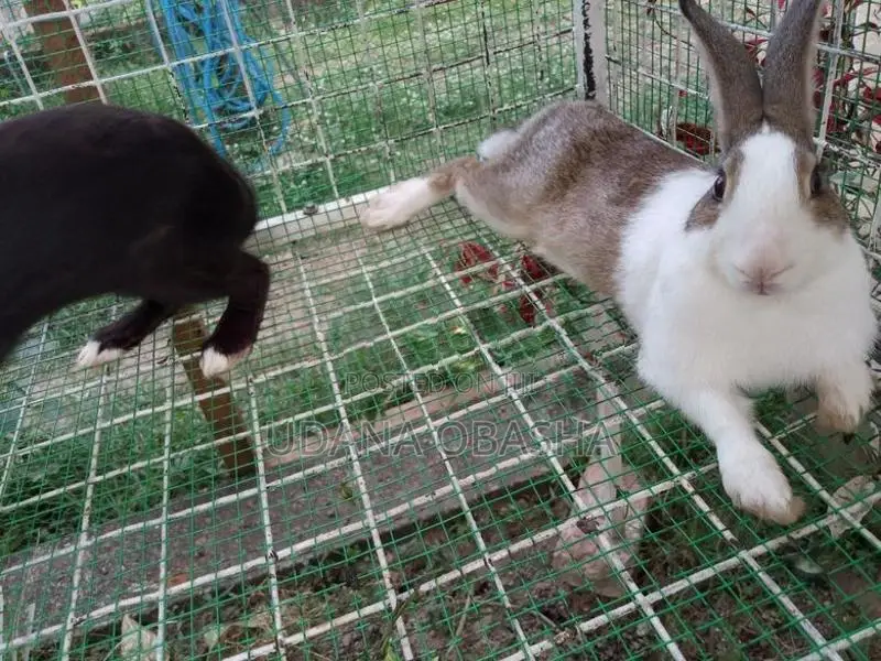 Rabbits