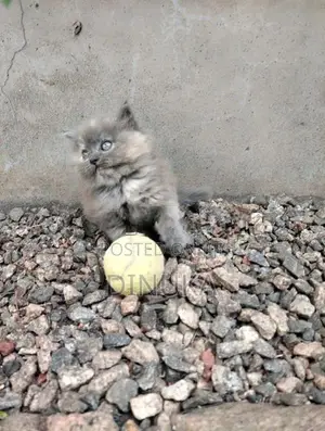 Persian Kitten